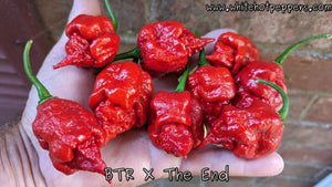 BTR x The END - Pepper Seeds - White Hot Peppers