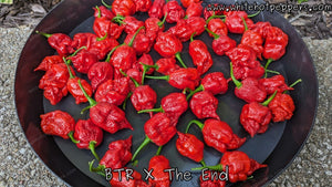 BTR x The END - Pepper Seeds - White Hot Peppers