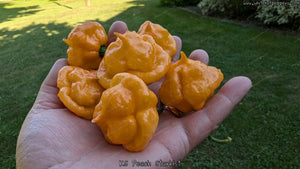 KS Peach Starrkist - Pepper Seeds - White Hot Peppers