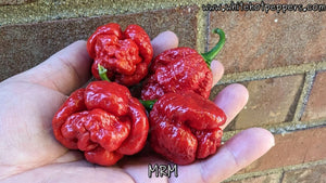 Moruga Red Monster (MRM) - Pepper Seeds - White Hot Peppers