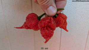 RB 003 - Pepper Seeds - White Hot Peppers