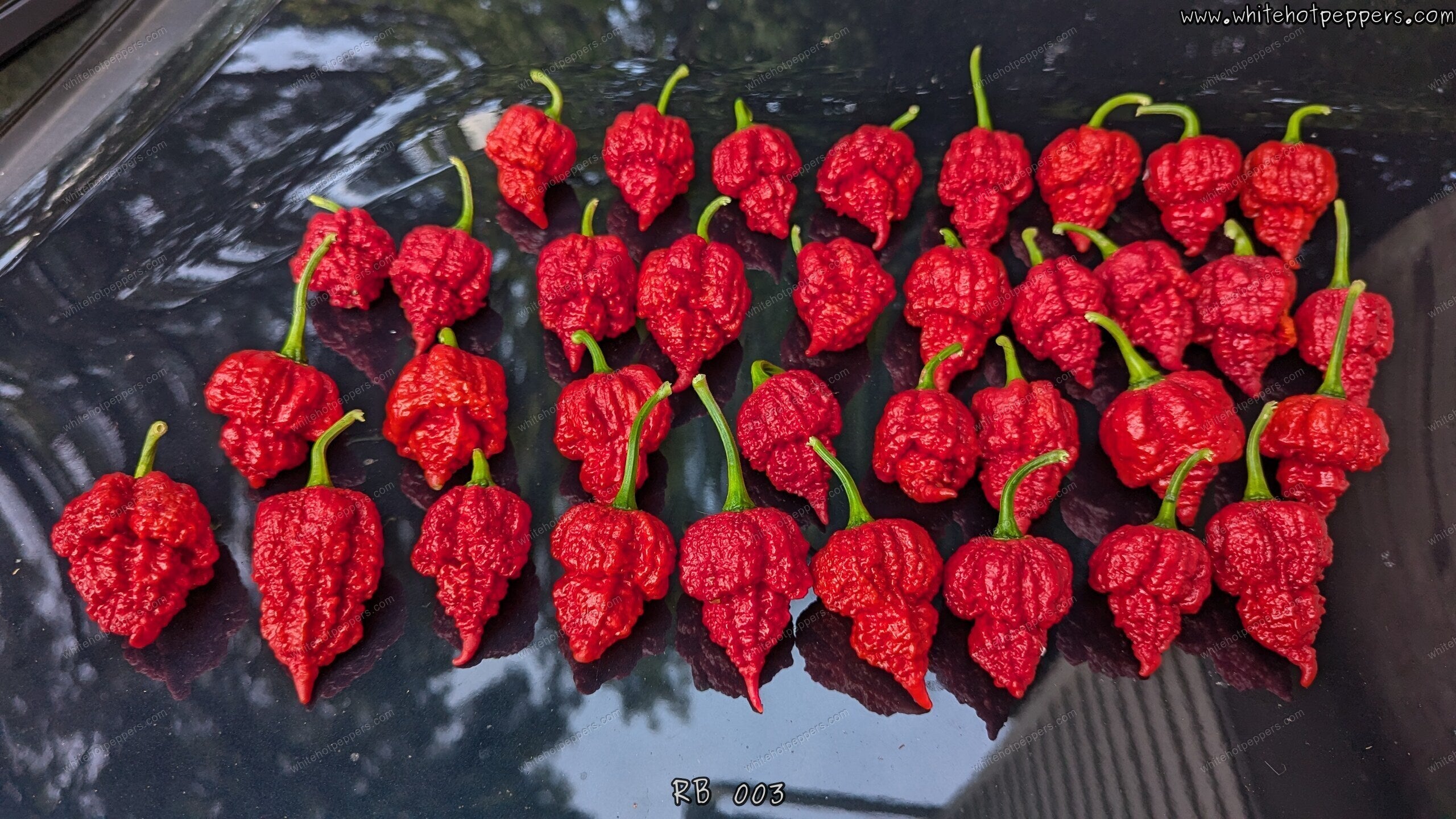 RB 003 - Pepper Seeds - White Hot Peppers