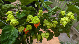 RB 003 - Pepper Seeds - White Hot Peppers