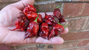 WHP 066 - Pepper Seeds - White Hot Peppers