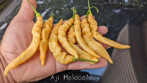 Aji Melocoton - Pepper Seeds - White Hot Peppers