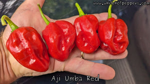 Aji Umba Red - Pepper Seeds - White Hot Peppers