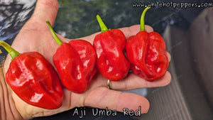 Aji Umba Red - Pepper Seeds - White Hot Peppers