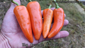 Big Orange Jalapeño - Pepper Seeds - White Hot Peppers