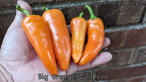 Big Orange Jalapeño - Pepper Seeds - White Hot Peppers