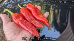 Big Red Jalapeño - Pepper Seeds - White Hot Peppers