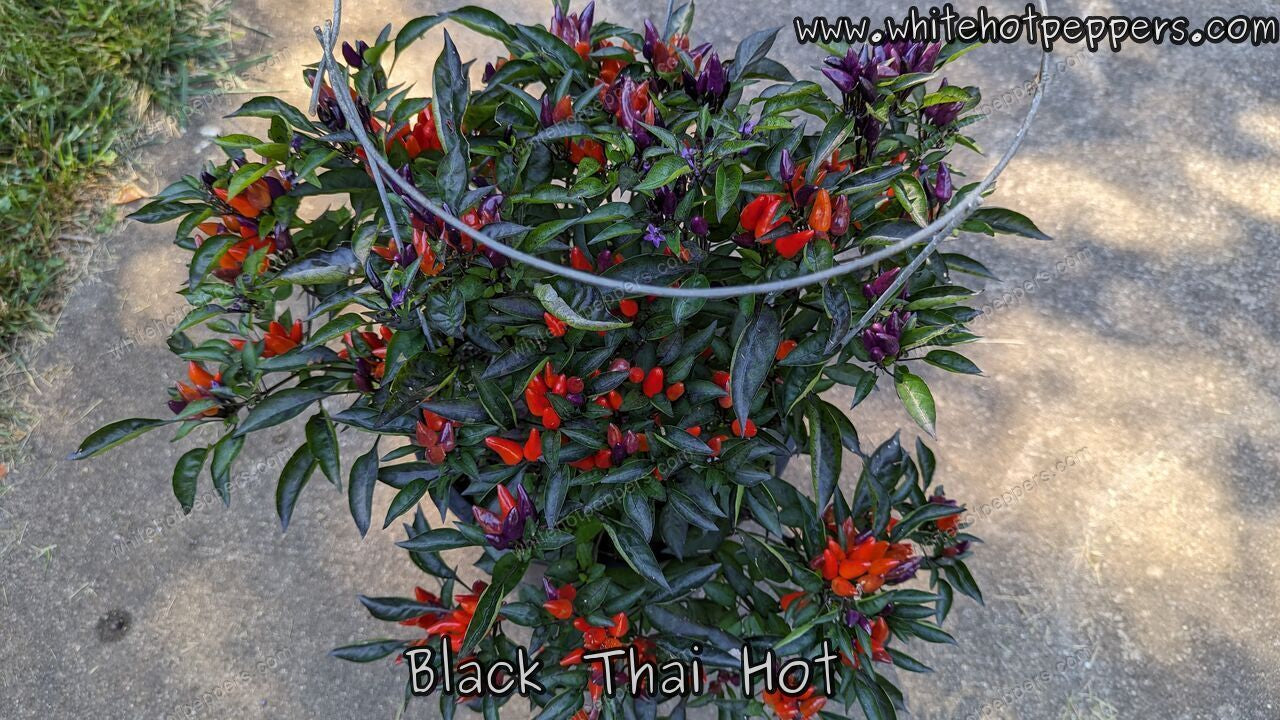 Black Thai Hot - Pepper Seeds - White Hot Peppers