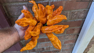 Bombay Morich Orange - Pepper Seeds - White Hot Peppers