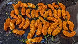 Bombay Morich Orange - Pepper Seeds - White Hot Peppers