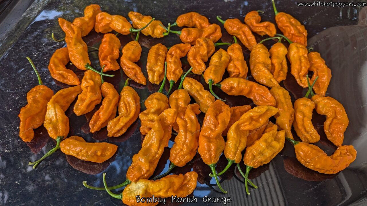 Bombay Morich Orange - Pepper Seeds - White Hot Peppers
