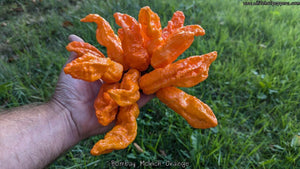 Bombay Morich Orange - Pepper Seeds - White Hot Peppers