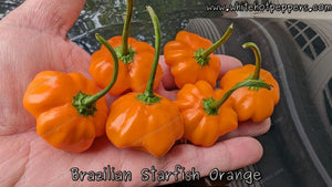 Brazilian Starfish Orange - Pepper Seeds - White Hot Peppers