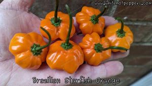 Brazilian Starfish Orange - Pepper Seeds - White Hot Peppers