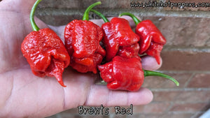 Brent's Red - Pepper Seeds - White Hot Peppers