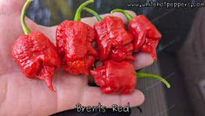 Brent's Red - Pepper Seeds - White Hot Peppers