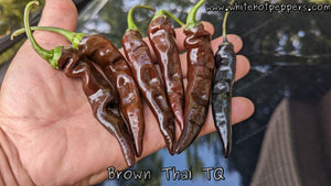 Brown Thai TQ - Pepper Seeds - White Hot Peppers