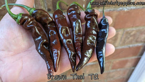 Brown Thai TQ - Pepper Seeds - White Hot Peppers