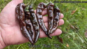 Brown Thai TQ - Pepper Seeds - White Hot Peppers