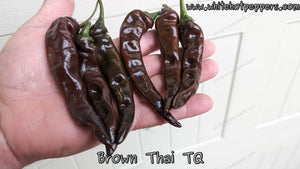 Brown Thai TQ - Pepper Seeds - White Hot Peppers