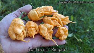 California Reaper - Pepper Seeds - White Hot Peppers