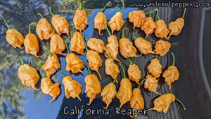 California Reaper - Pepper Seeds - White Hot Peppers