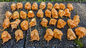 California Reaper - Pepper Seeds - White Hot Peppers