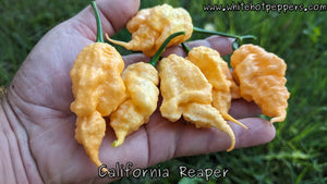 California Reaper - Pepper Seeds - White Hot Peppers