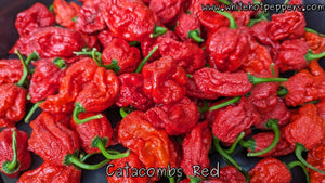 Catacombs Red - Pepper Seeds - White Hot Peppers