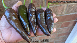 Choco Loco - Pepper Seeds - White Hot Peppers