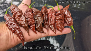 Bhut Jolokia (Ghost) Chocolate - Pepper Seeds - White Hot Peppers