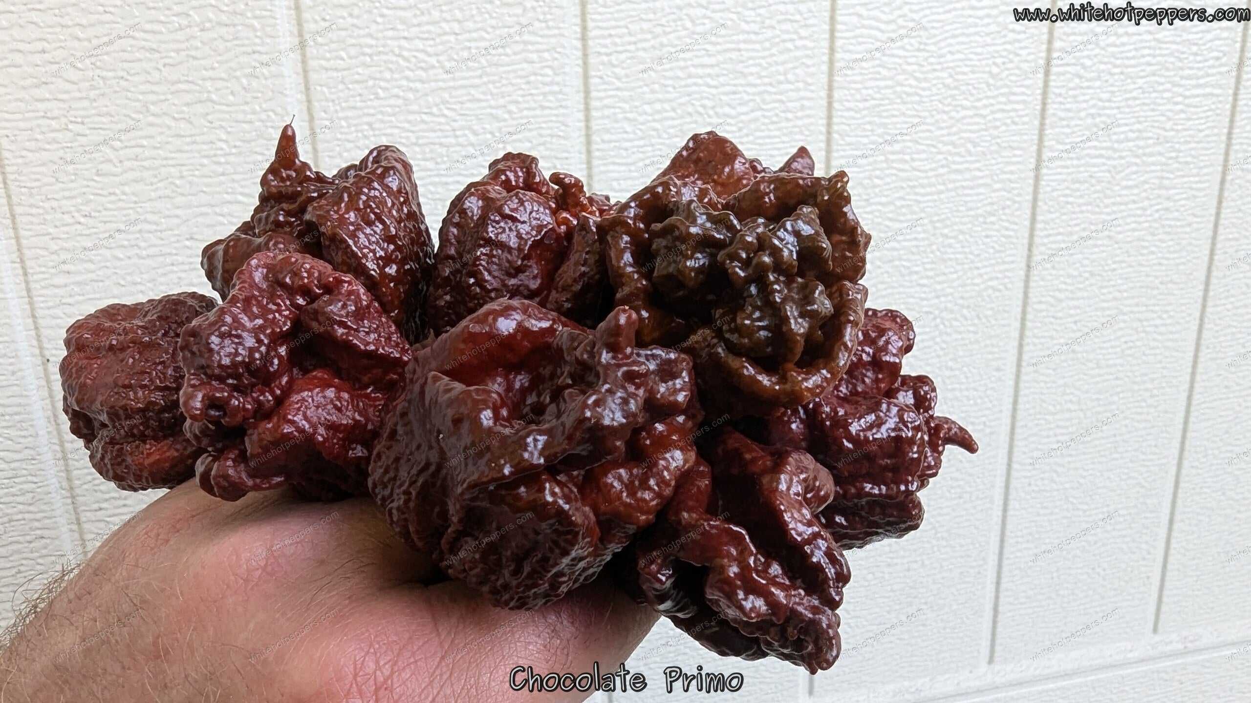 Chocolate Primo - Pepper Seeds - White Hot Peppers