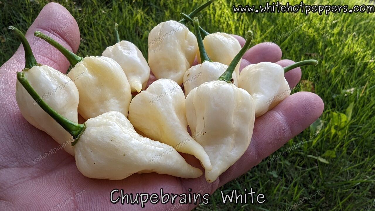Chupebrains White - Pepper Seeds - White Hot Peppers