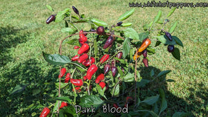 Dark Blood - Pepper Seeds - White Hot Peppers