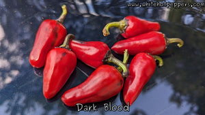 Dark Blood - Pepper Seeds - White Hot Peppers