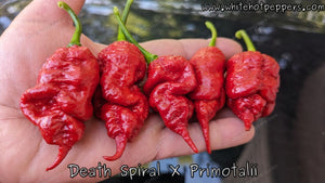 Death Spiral x Primotalii - Pepper Seeds - White Hot Peppers