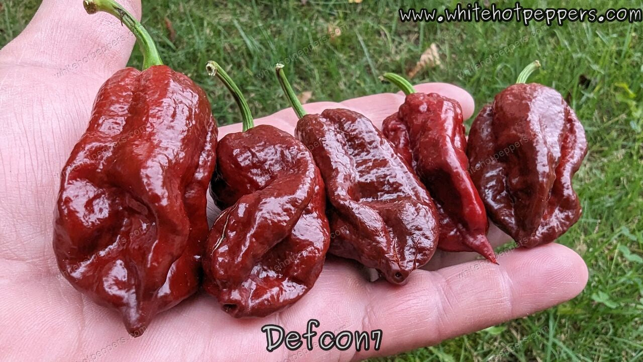 Defcon 7 - Pepper Seeds - White Hot Peppers