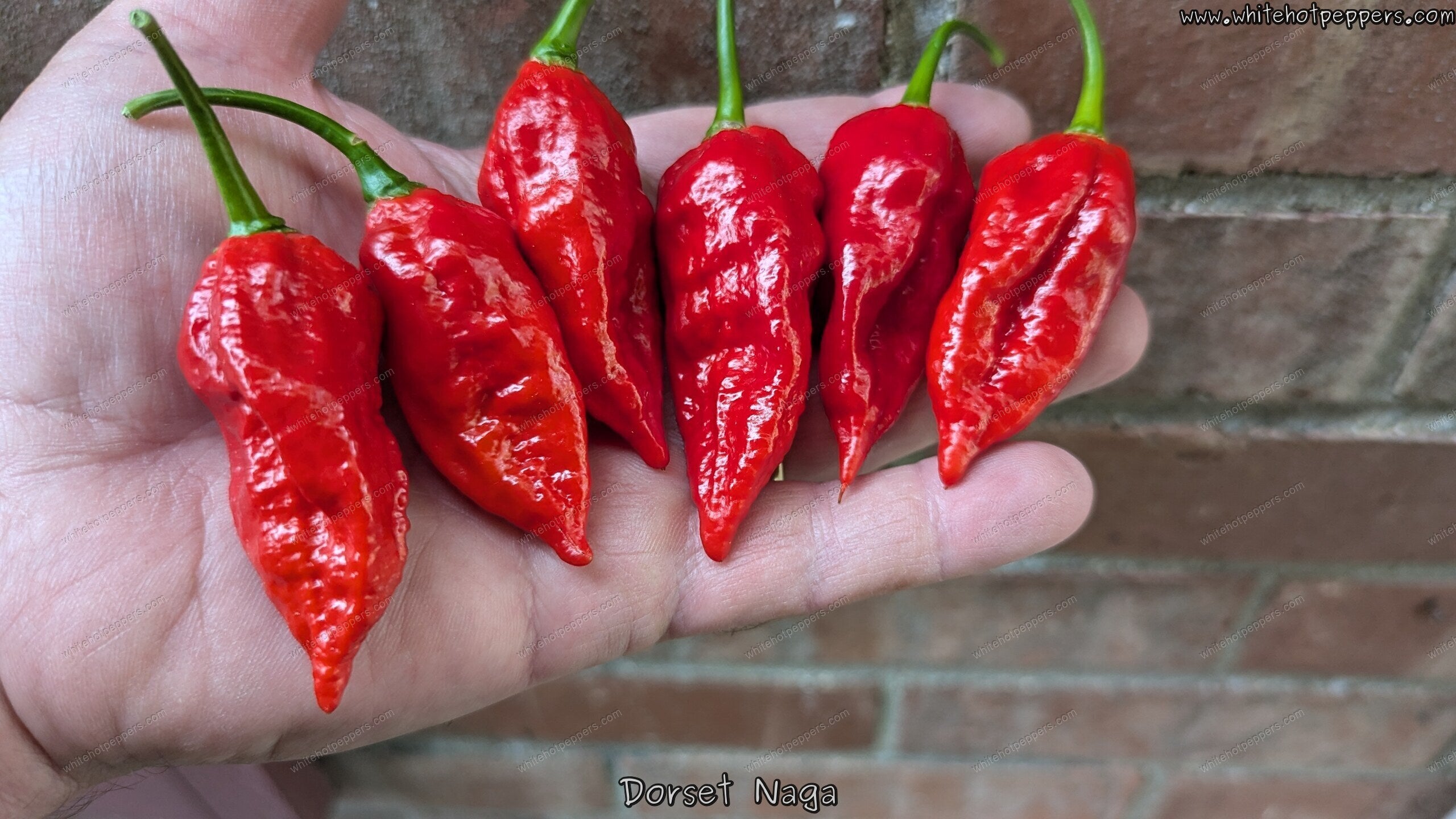 Dorset Naga - Pepper Seeds - White Hot Peppers