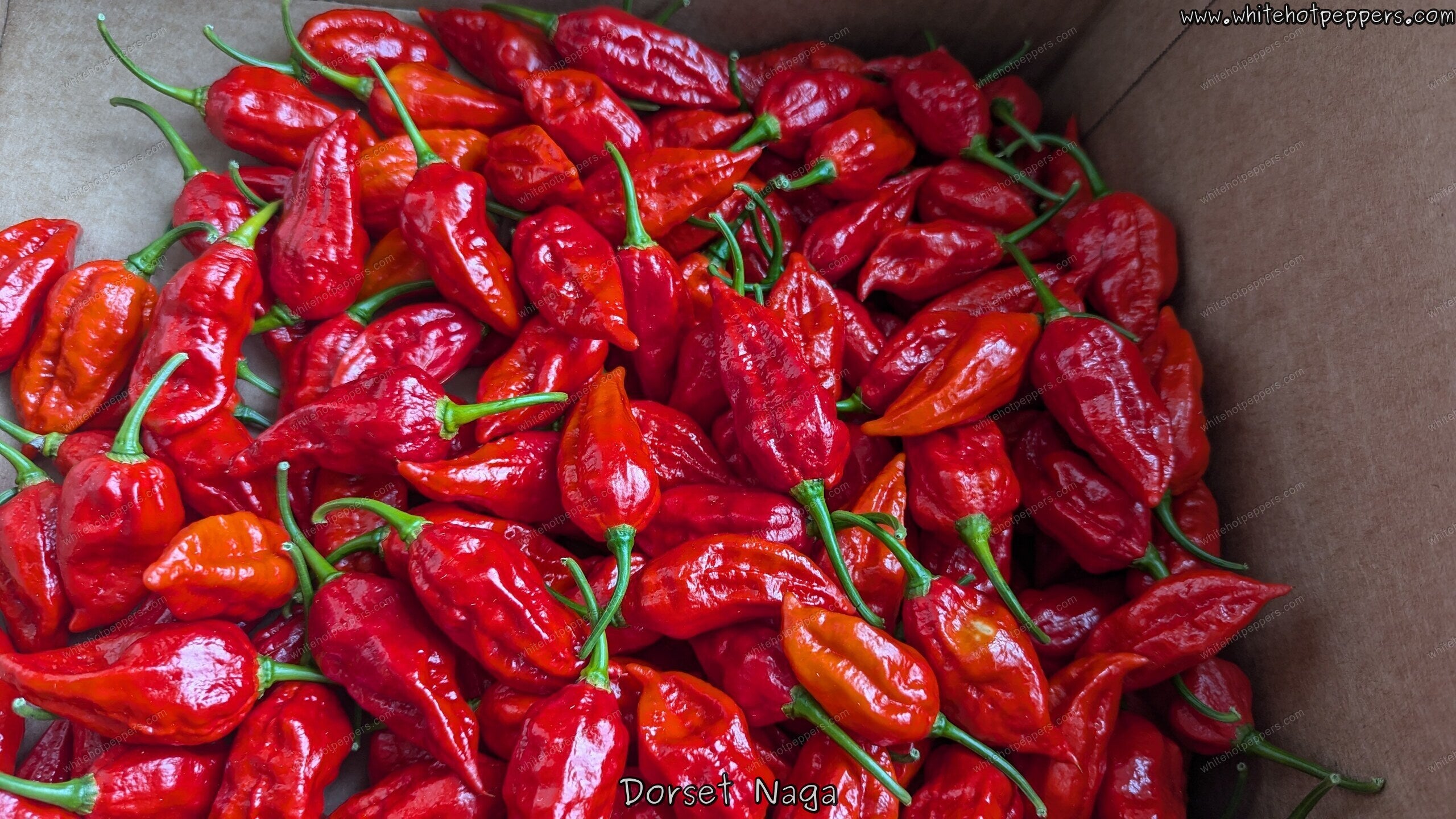 Dorset Naga - Pepper Seeds - White Hot Peppers
