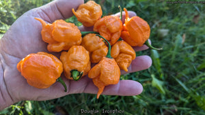Douglah Inception - Pepper Seeds - White Hot Peppers