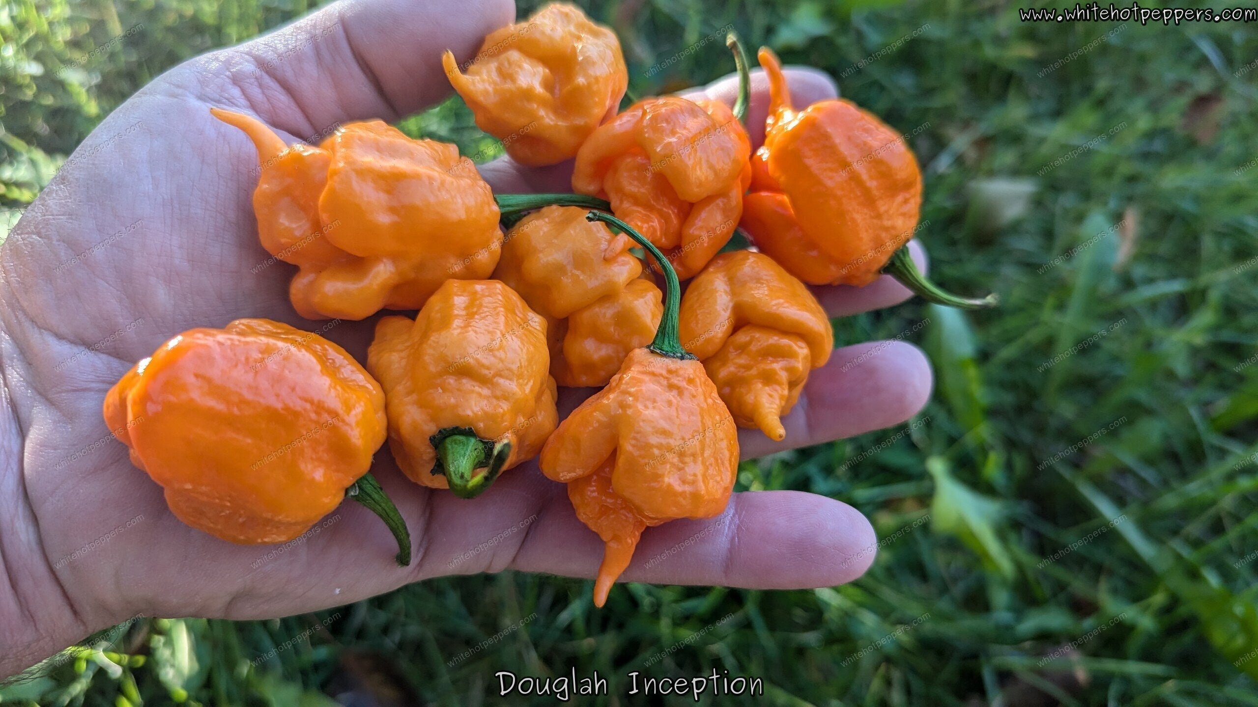Douglah Inception - Pepper Seeds - White Hot Peppers