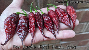 FOX Purple Ghost Gnarly Ruby - Pepper Seeds - White Hot Peppers