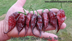 FOX Purple Ghost Gnarly Ruby - Pepper Seeds - White Hot Peppers