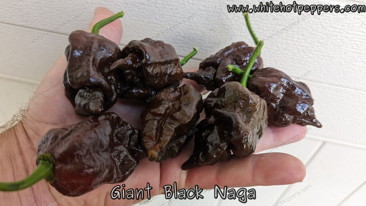 Giant Black Naga - Pepper Seeds - White Hot Peppers