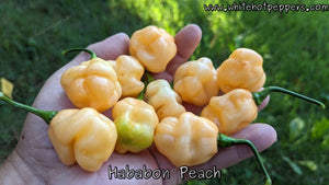 Hababon Peach - Pepper Seeds - White Hot Peppers