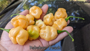 Hababon Peach - Pepper Seeds - White Hot Peppers