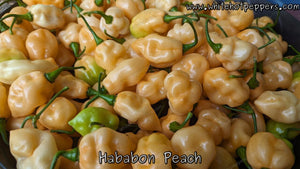 Hababon Peach - Pepper Seeds - White Hot Peppers